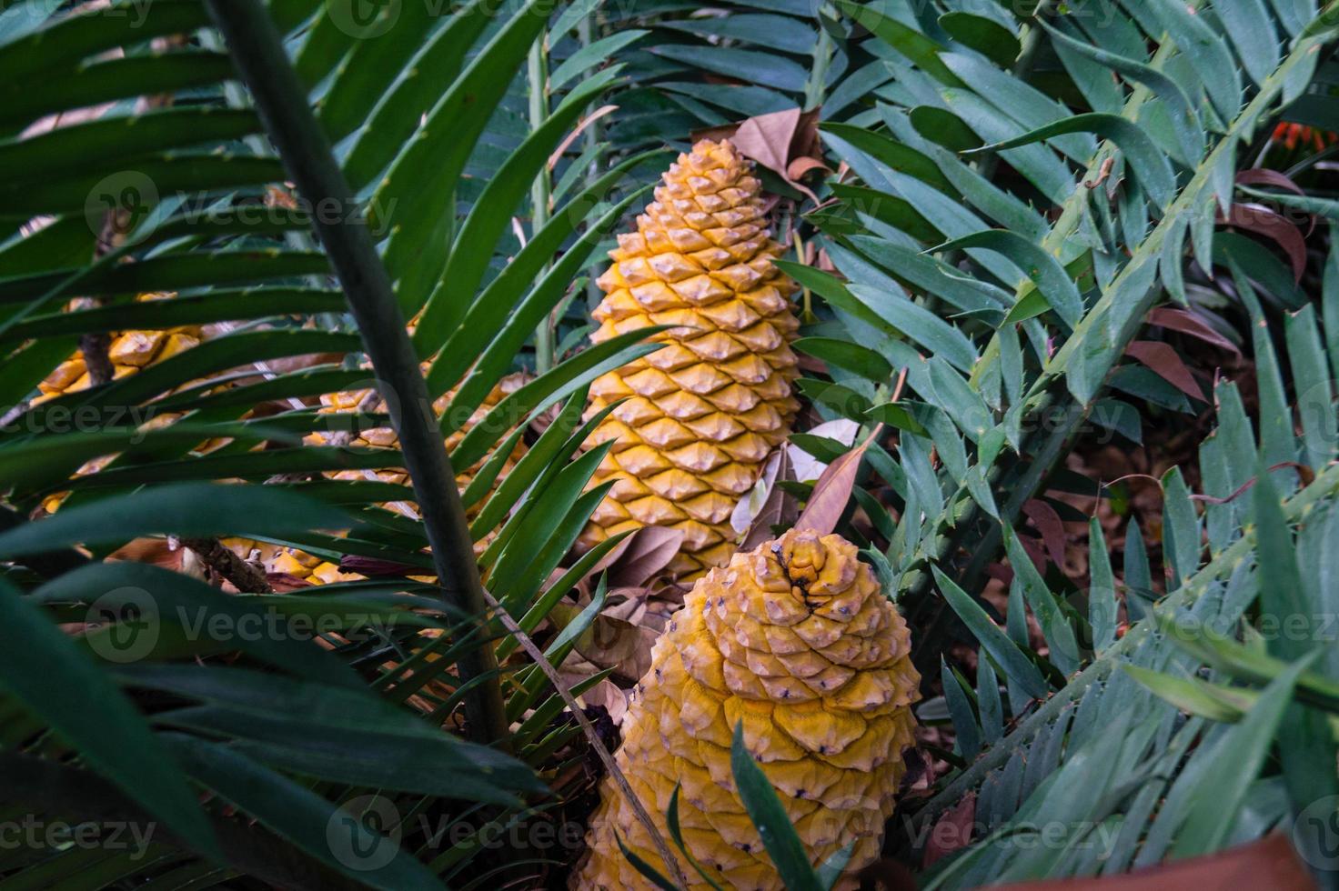 Palmfarn-Cycad - Encephalartos kisambo foto