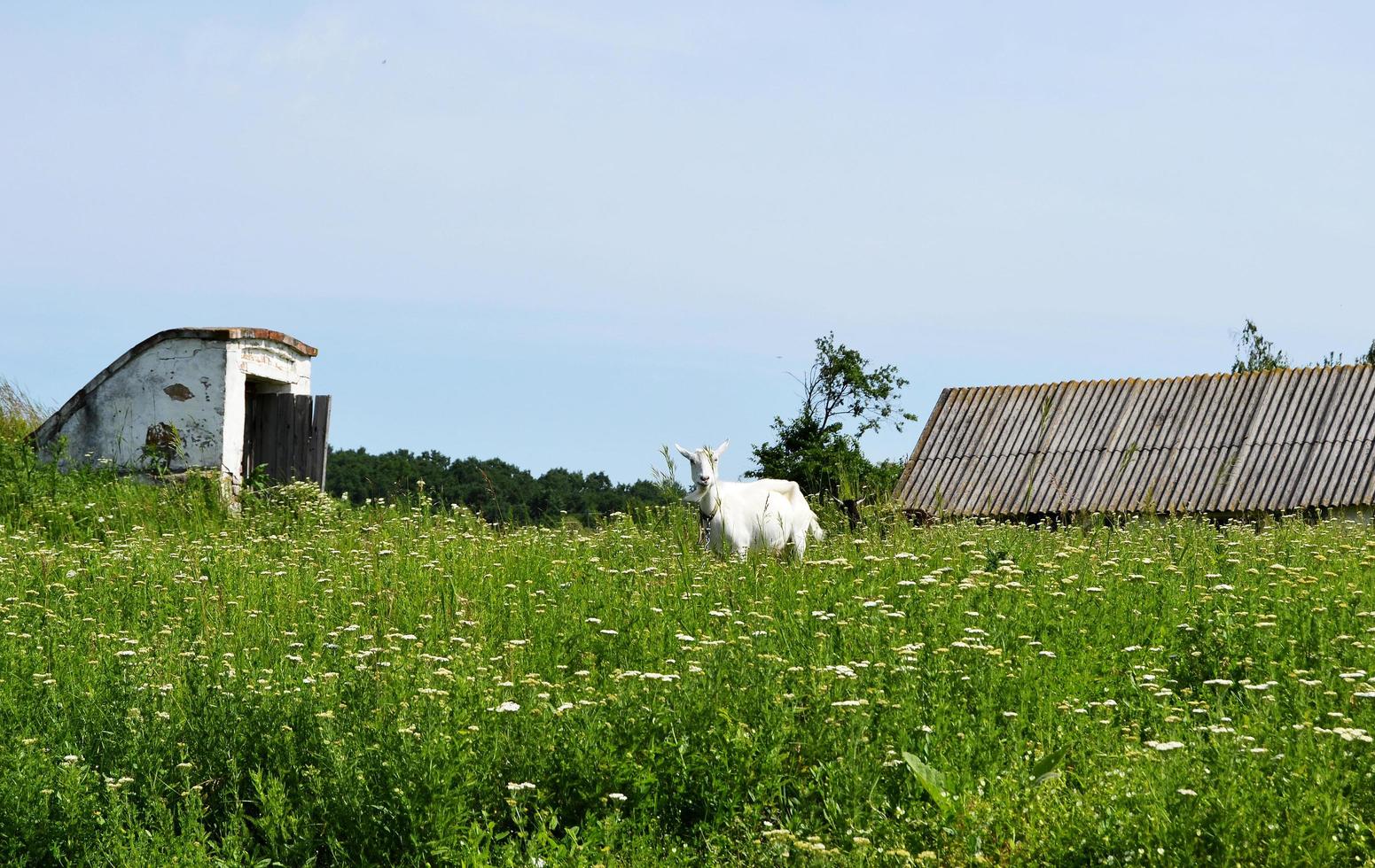 weiße kleine Ziege mit Hörnern, die in grünes Gras schauen foto