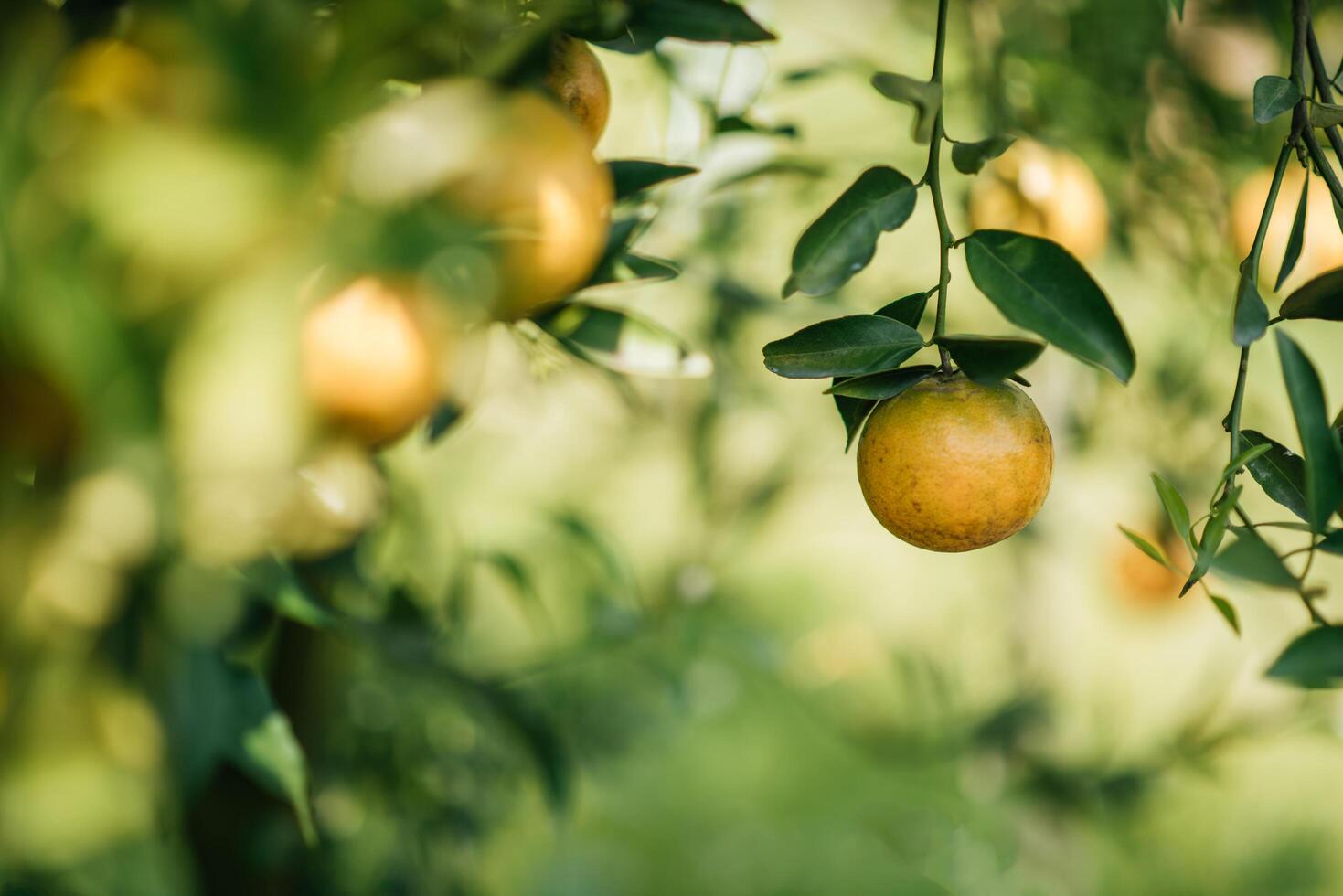 Bündel reife Orangen, die an einem Orangenbaum hängen foto