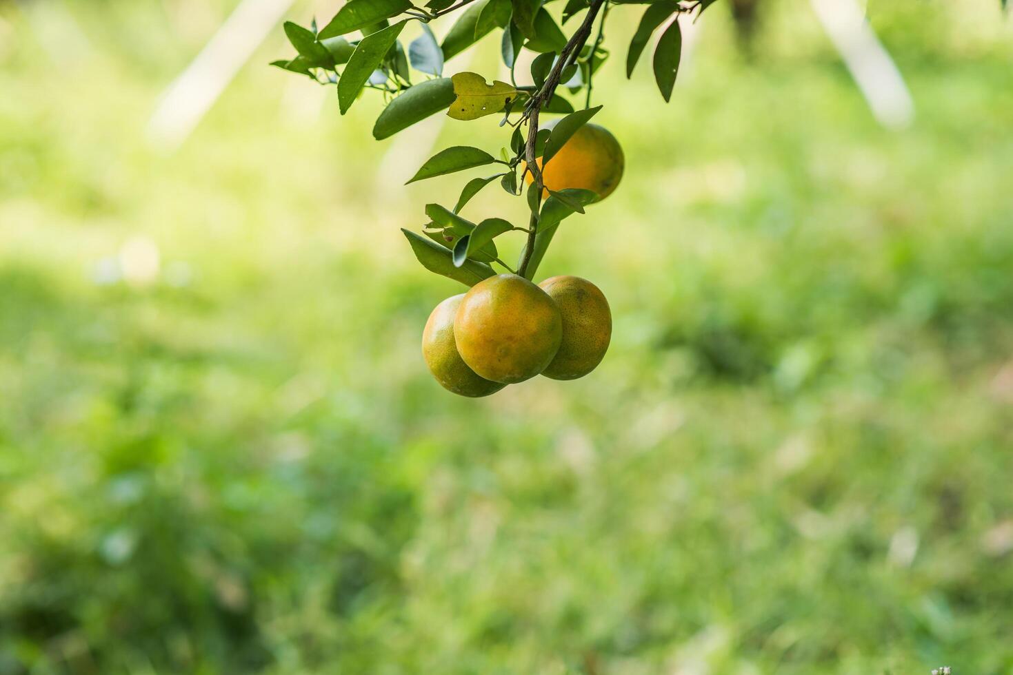 Bündel reife Orangen, die an einem Orangenbaum hängen foto