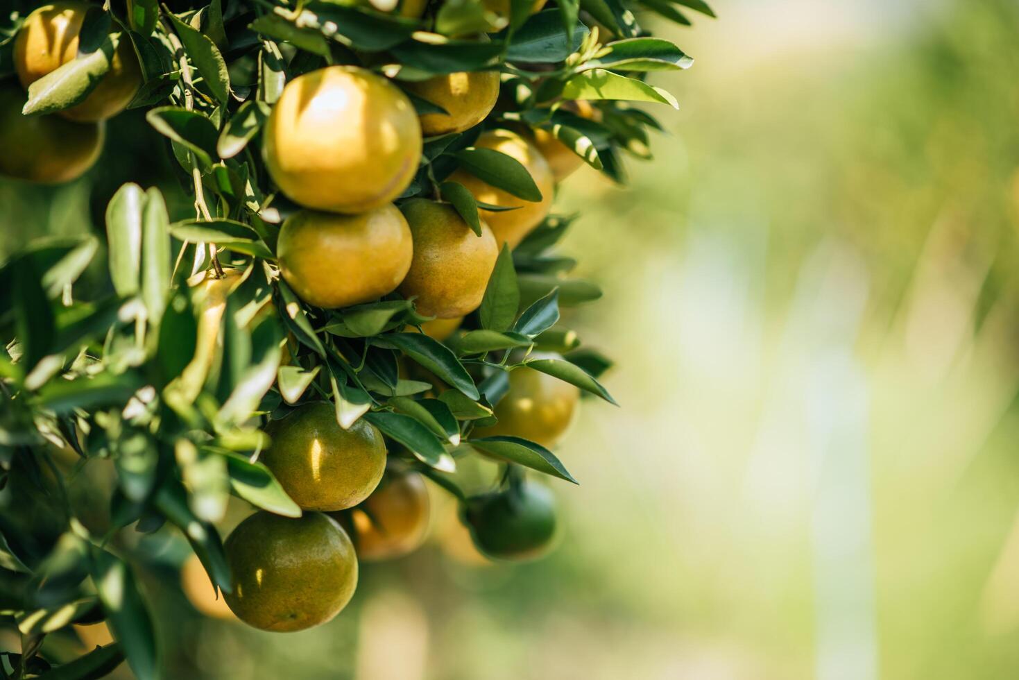 Bündel reife Orangen, die an einem Orangenbaum hängen foto