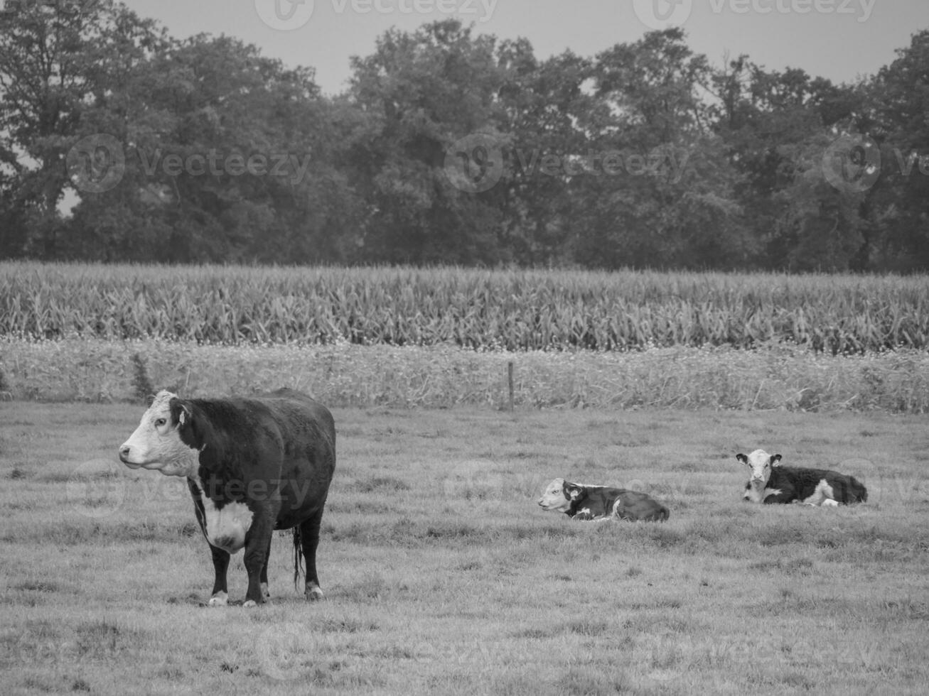 Haaksbergen im das Niederlande foto