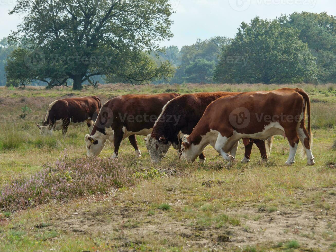 Haaksbergen im das Niederlande foto