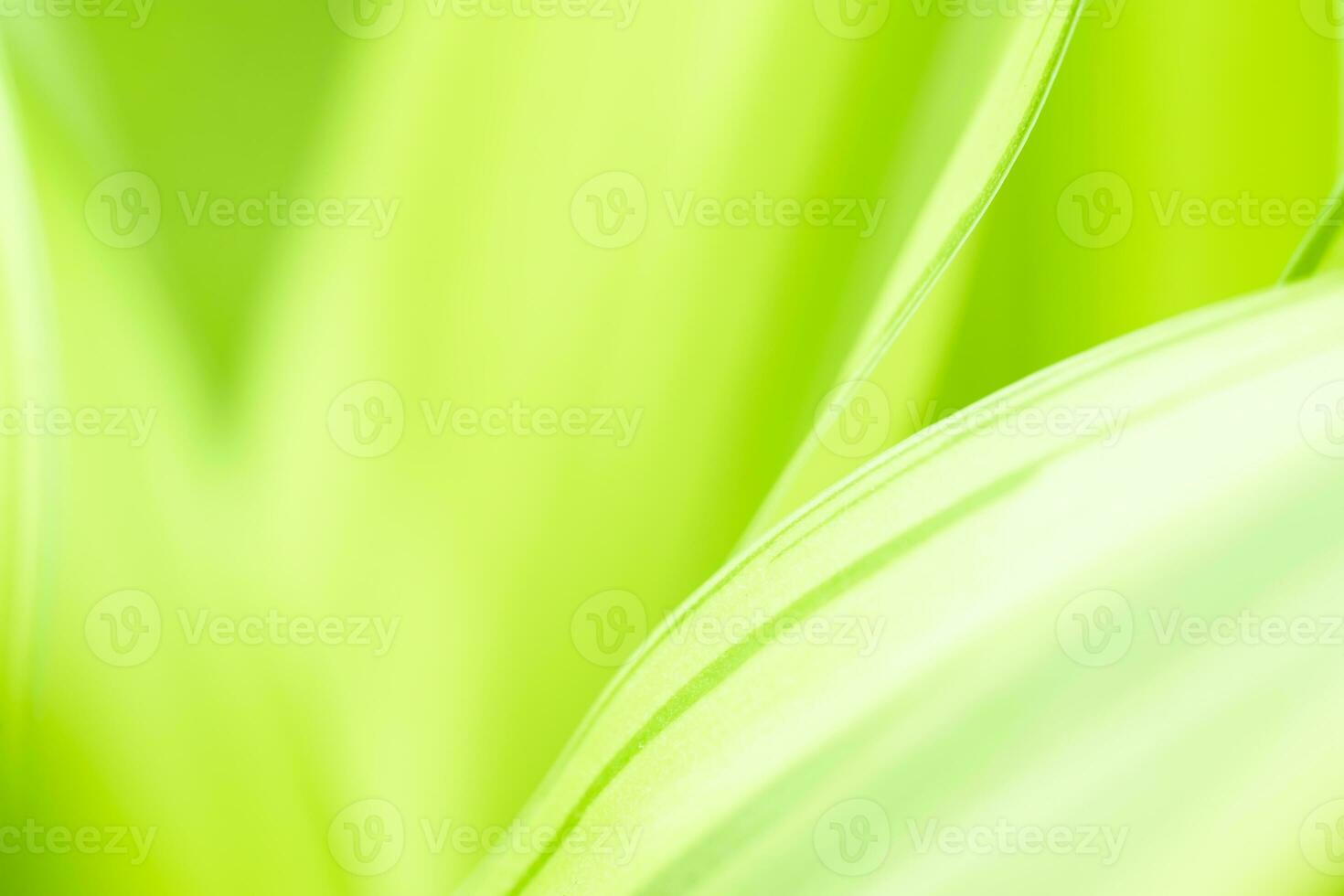 Gradient Natur Aussicht von Grün Blatt auf verschwommen Grün Hintergrund im Garten mit Kopieren Raum mit wie Hintergrund natürlich Grün Pflanzen Landschaft, Ökologie, frisch Hintergrund foto