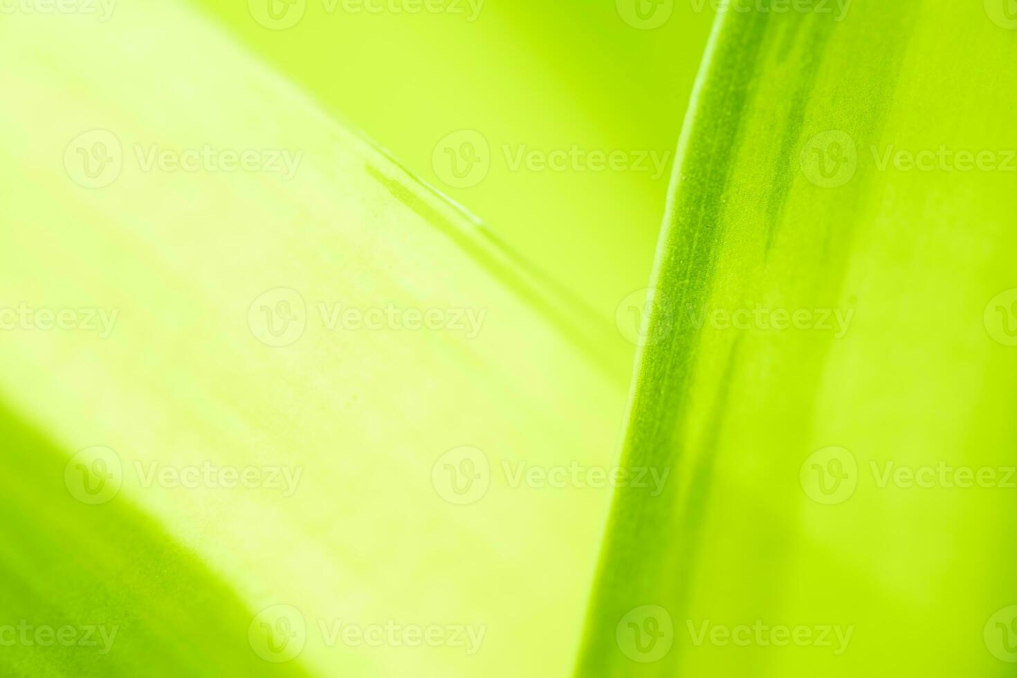 Gradient Natur Aussicht von Grün Blatt auf verschwommen Grün Hintergrund im Garten mit Kopieren Raum mit wie Hintergrund natürlich Grün Pflanzen Landschaft, Ökologie, frisch Hintergrund foto