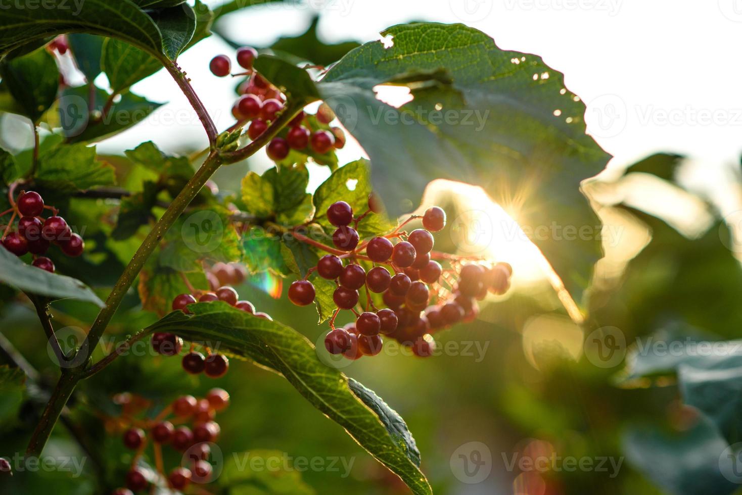 rote Viburnumbeeren auf Ast im Garten foto