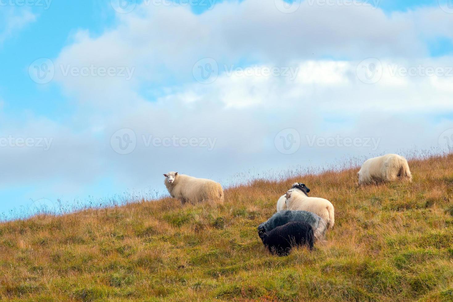 Island schöne Landschaft, isländische Naturlandschaft foto