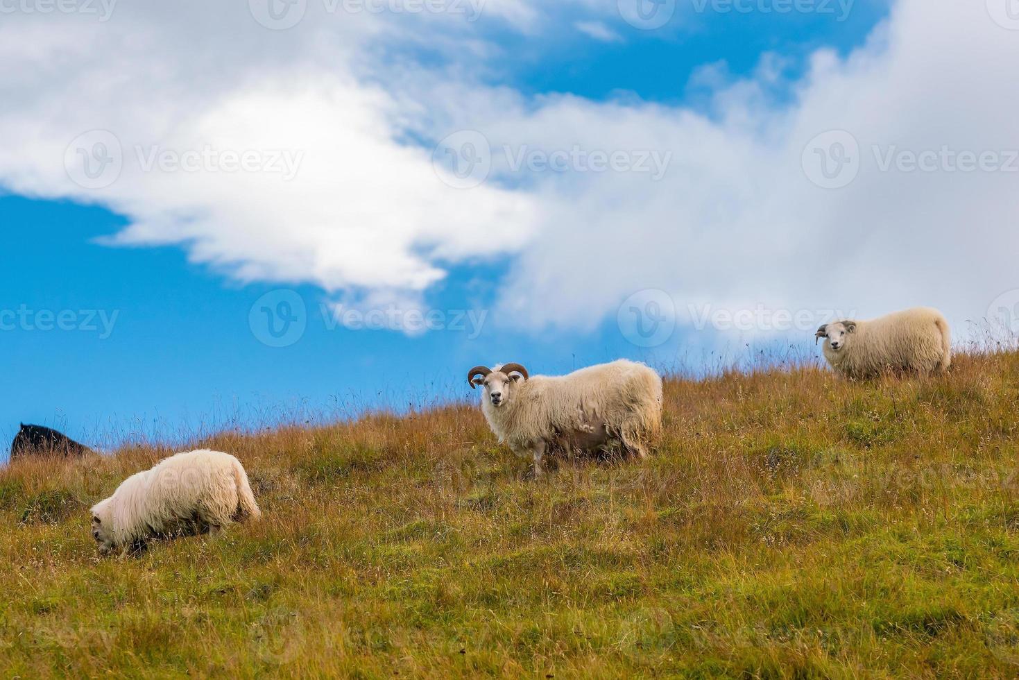 Island schöne Landschaft, isländische Naturlandschaft foto