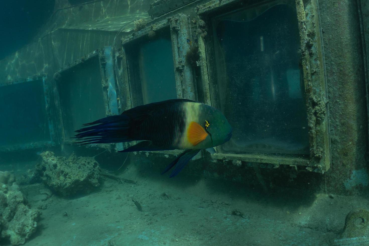 fische schwimmen im roten meer, bunte fische, eilat israel foto