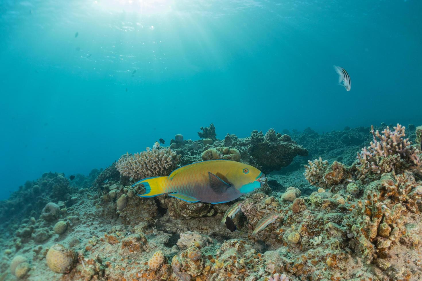 fische schwimmen im roten meer, bunte fische, eilat israel foto