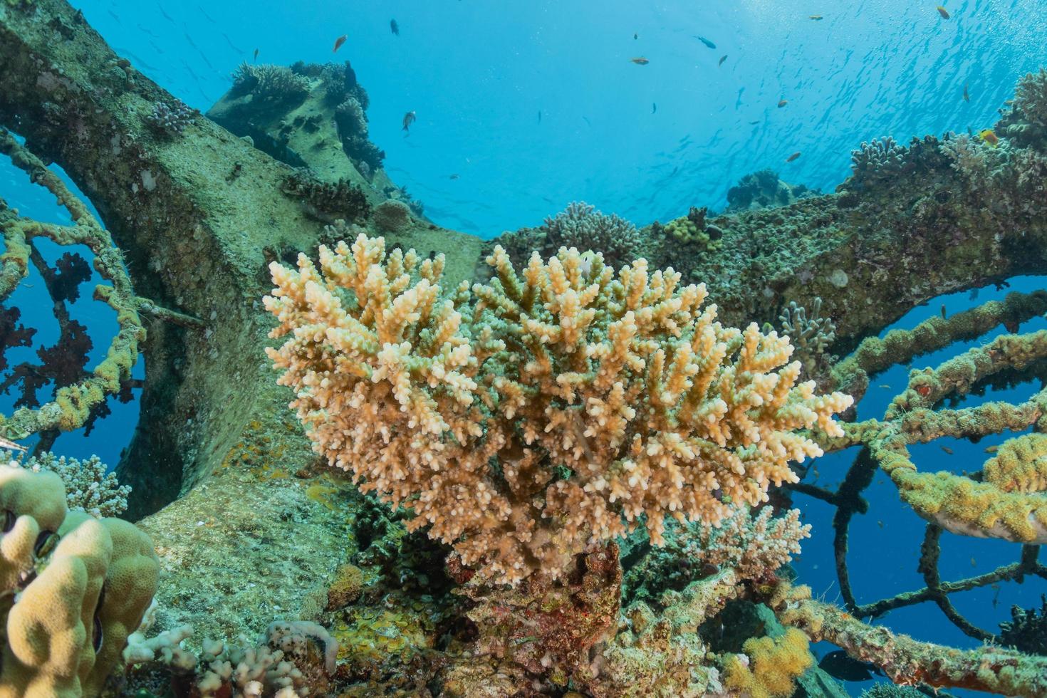 Korallenriff und Wasserpflanzen im Roten Meer, Eilat Israel foto