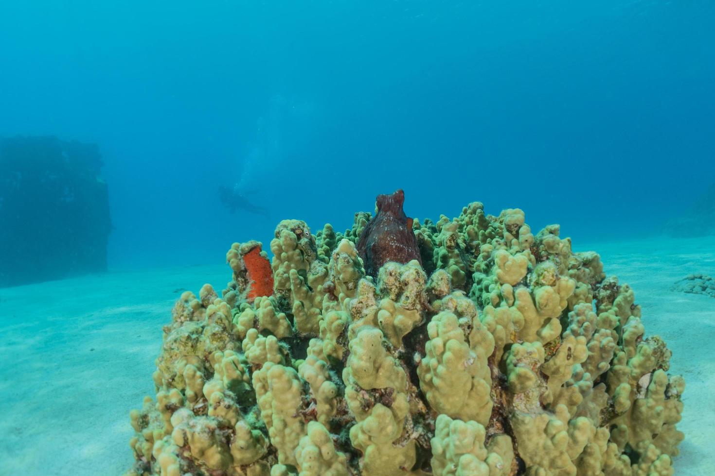 Korallenriff und Wasserpflanzen im Roten Meer, Eilat Israel foto