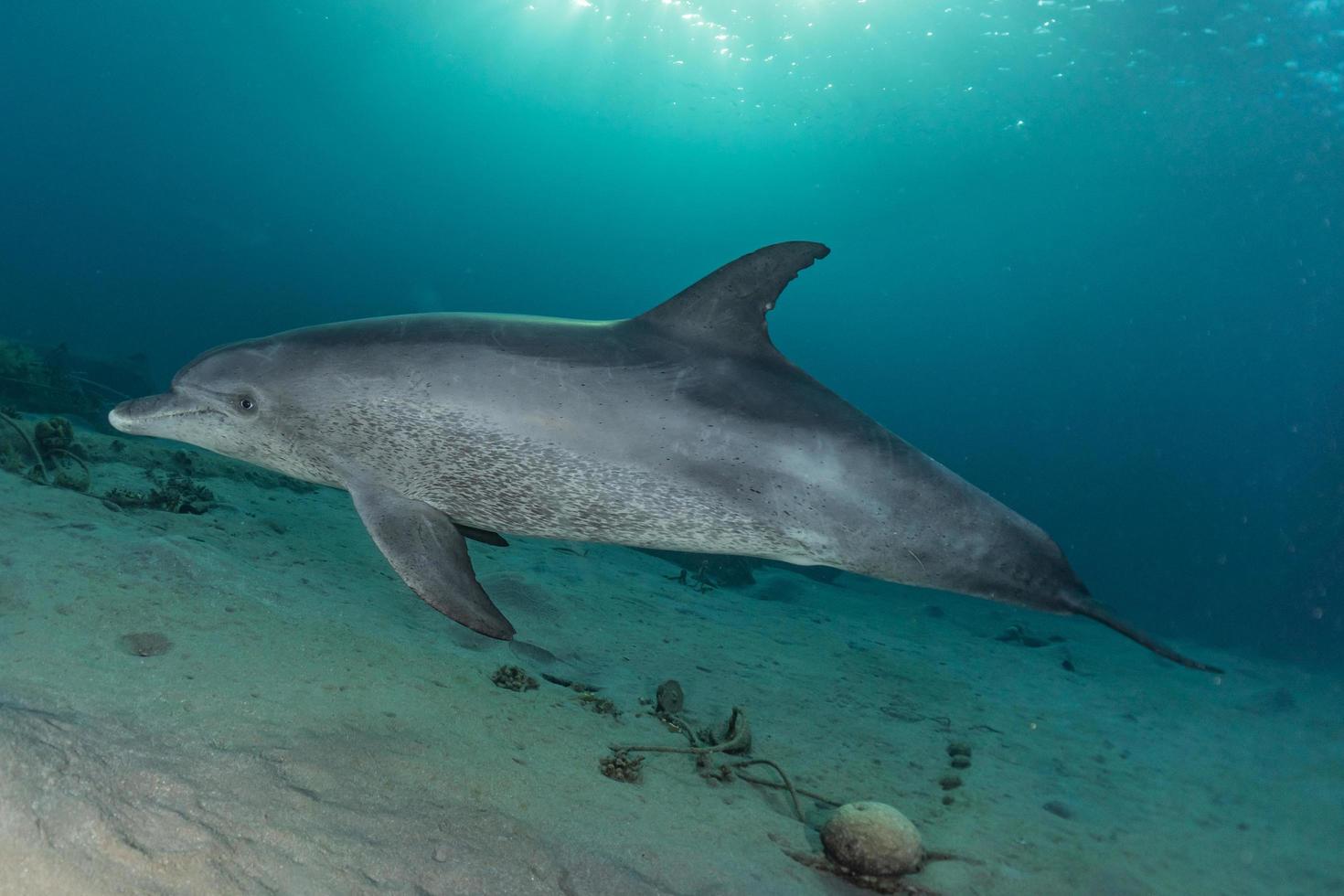 fische schwimmen im roten meer, bunte fische, eilat israel foto