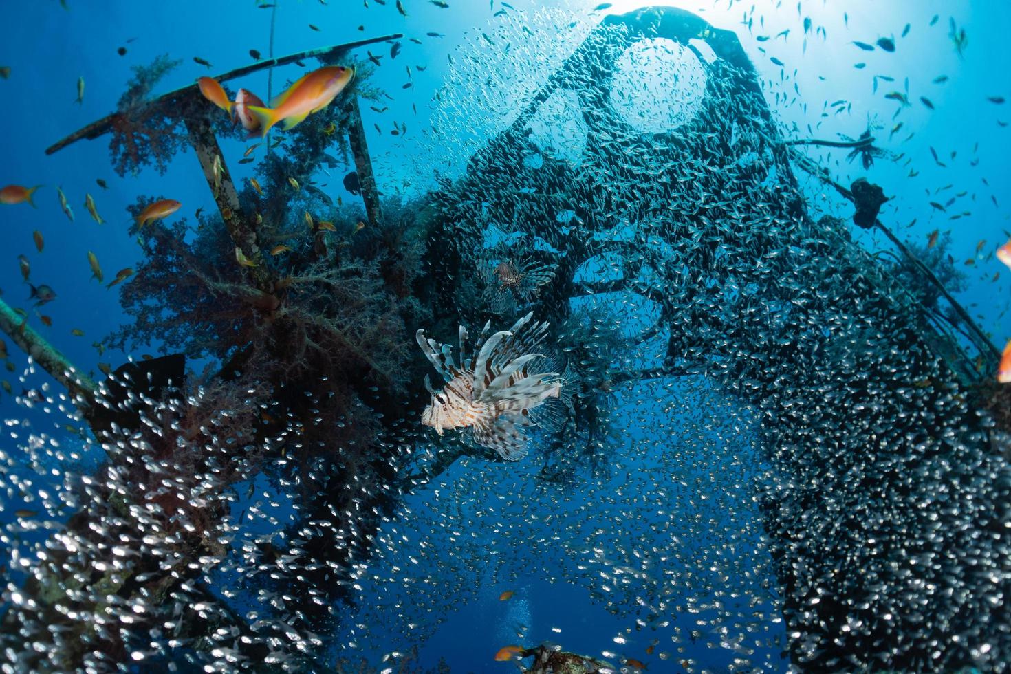 Rotfeuerfische im Roten Meer bunte Fische, Eilat Israel foto