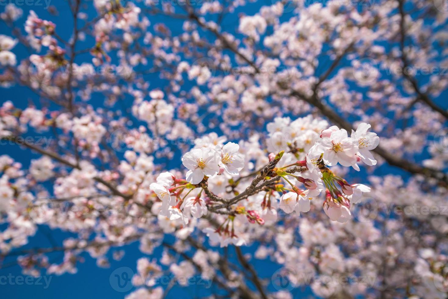 rosa Sakura-Blume gegen blauen Himmel foto