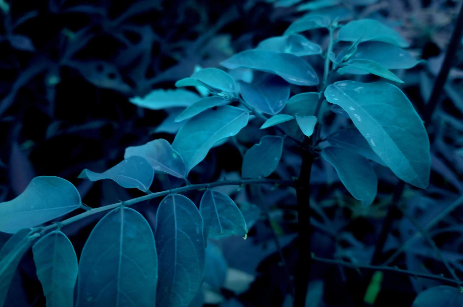 blaue Blätter in der Kälte foto