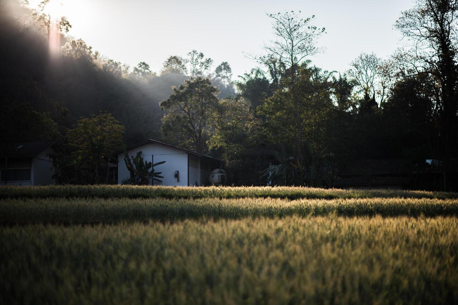 Feld der Weizenfarm foto