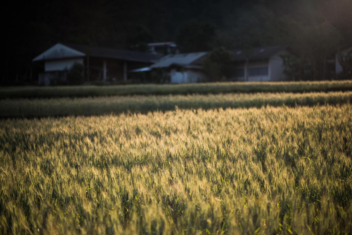 Feld der Weizenfarm foto