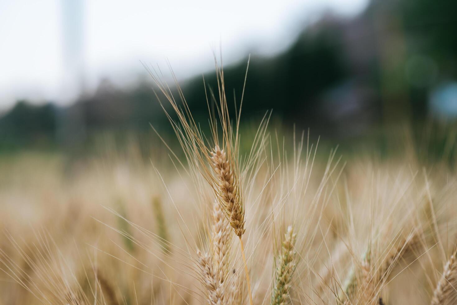 Feld der Weizenfarm foto