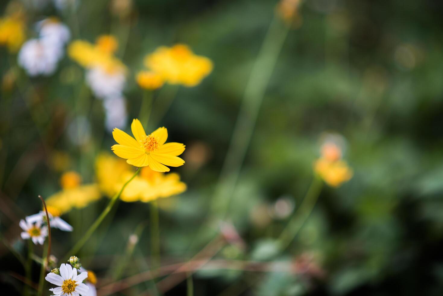 kleine gelbe Blume im Wald foto