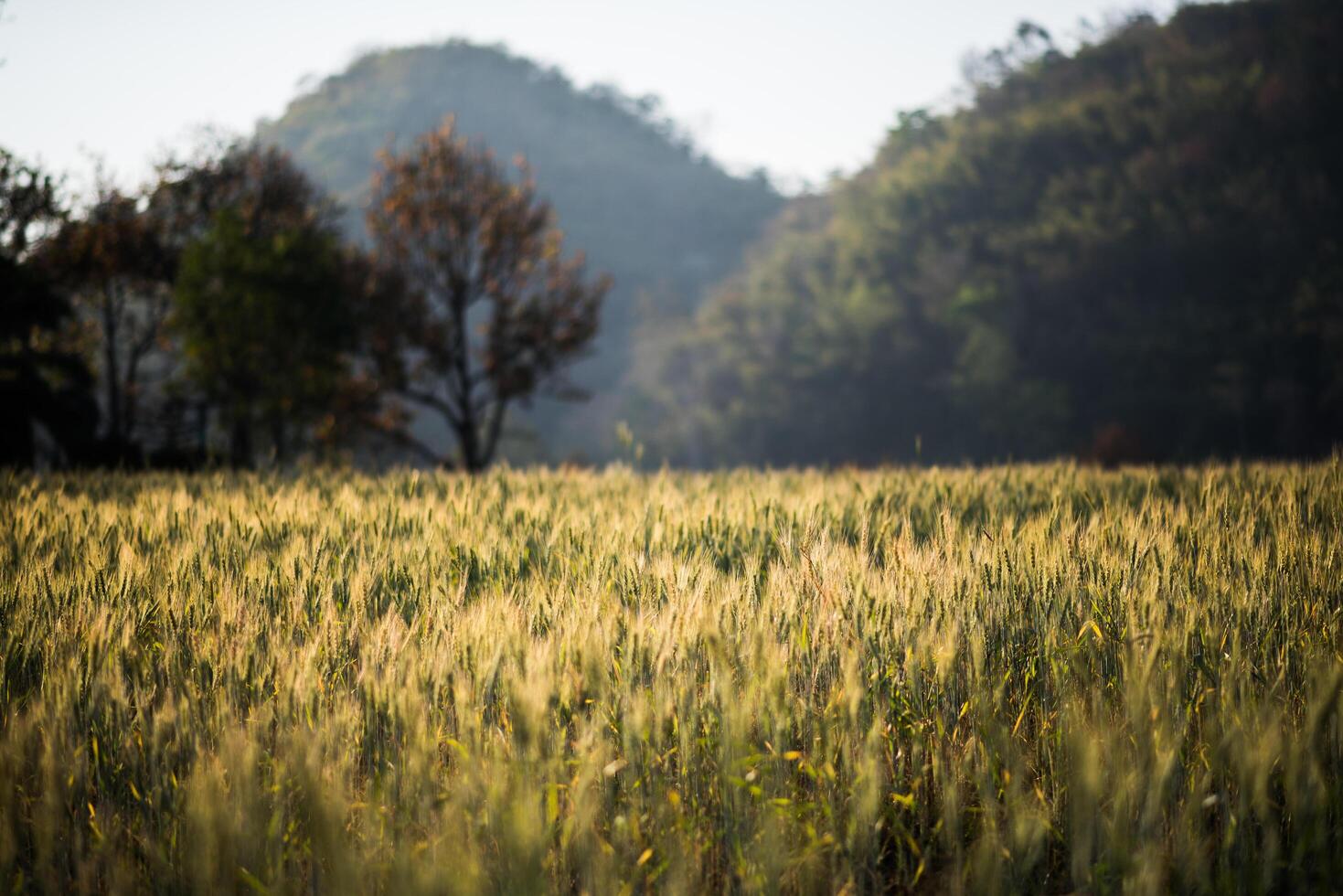 Feld der Weizenfarm foto