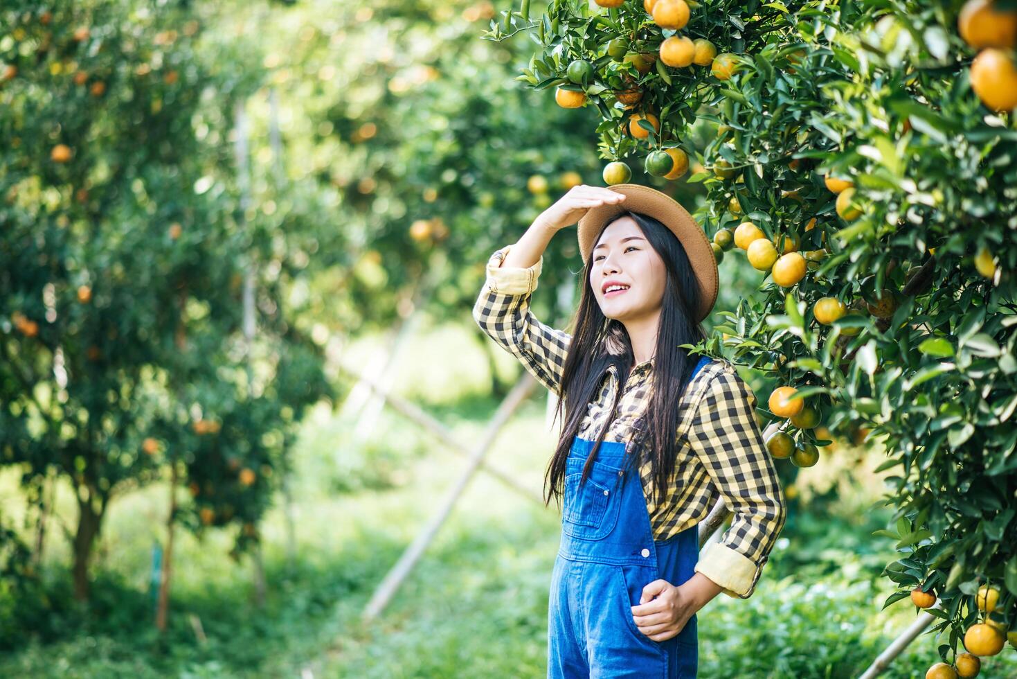 Frau, die eine Orangenplantage erntet foto