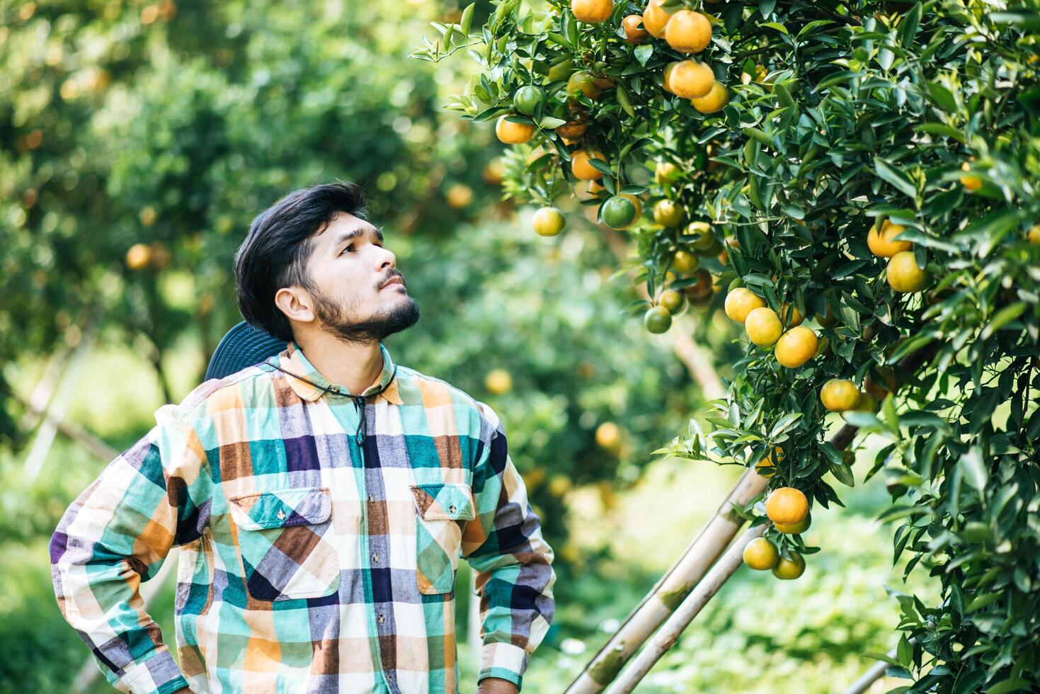 männlicher Bauer erntet und pflückt Orangen foto