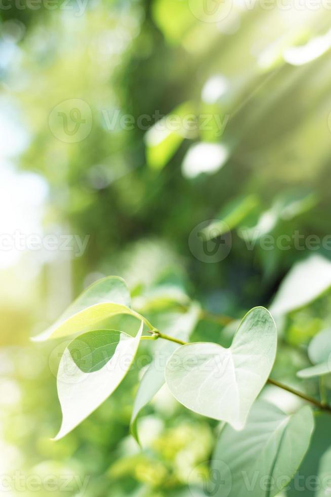 grüner natürlicher Hintergrund, grüner Hintergrund foto