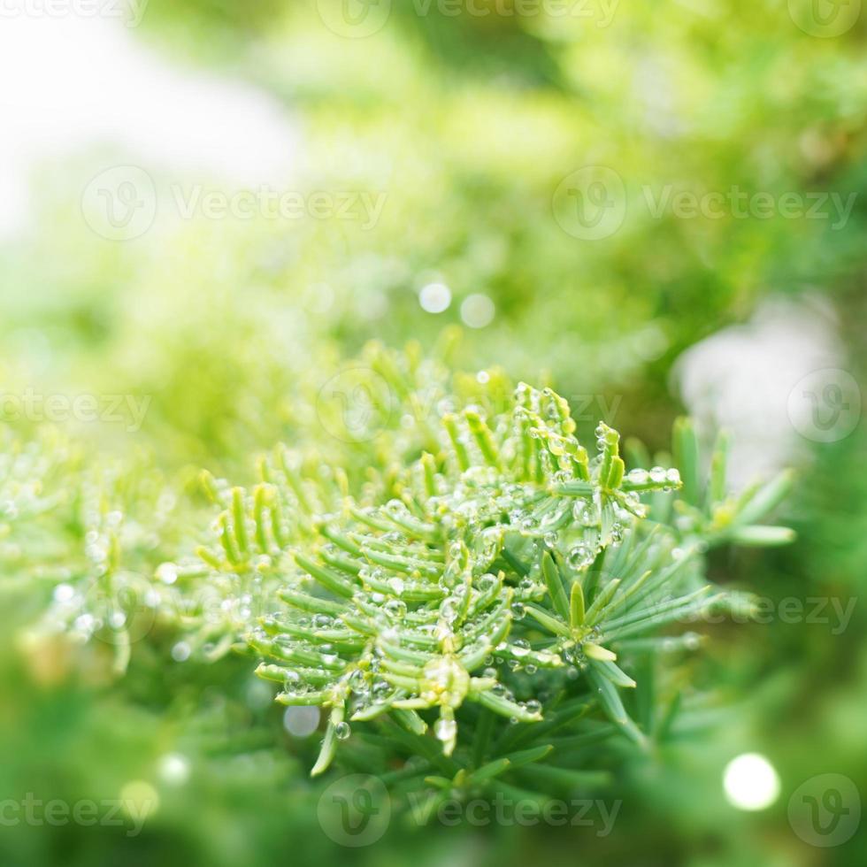 grüner natürlicher Hintergrund, grüner Hintergrund foto