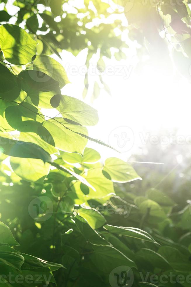 grüner natürlicher Hintergrund, grüner Hintergrund foto