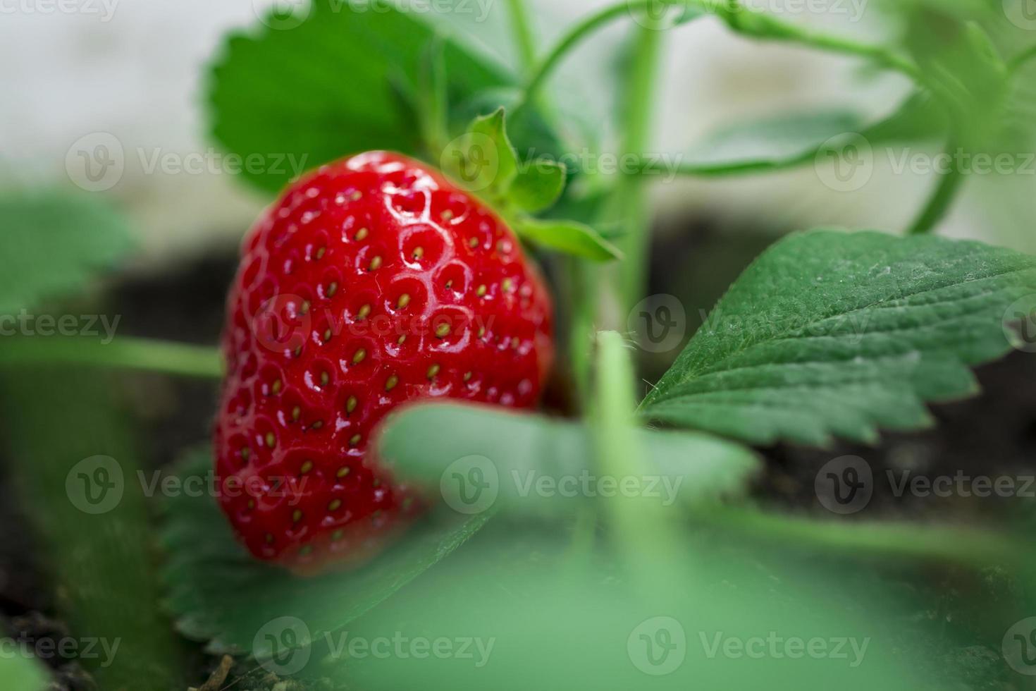 frische Bio-Erdbeere foto