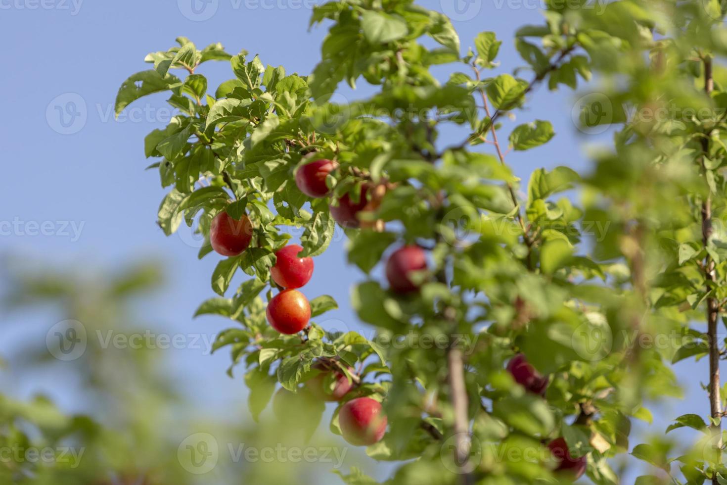 rote Mirabellen-Kirschpflaumen - von der Sonne beleuchtet, wachsen auf wildem Baum. foto