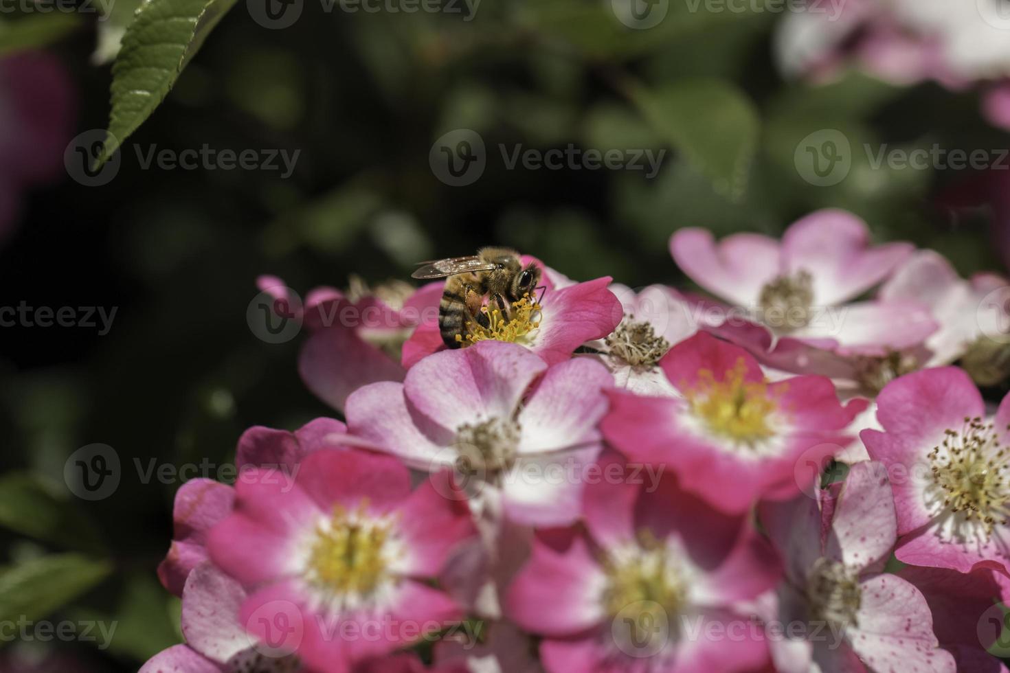 Honigbiene sammelt Blütennektar foto