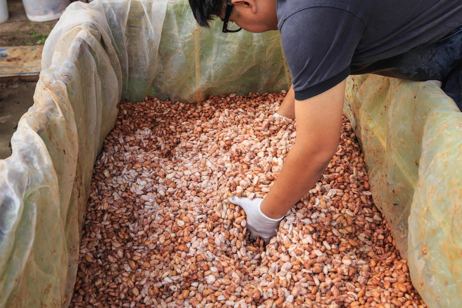 der Prozess der Fermentation frischer Kakaobohnen in einem Tank foto