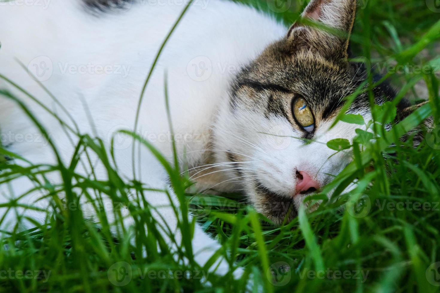 süße weiße getigerte Katze liegt im Gras und schaut mit grünen Augen foto