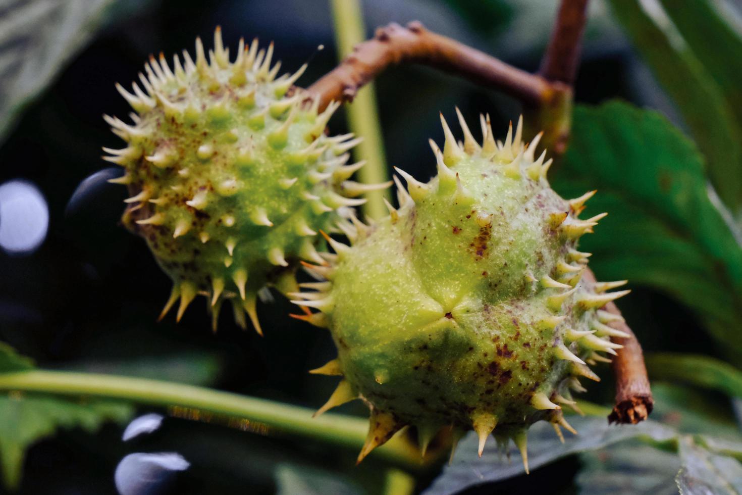 Makro von grünen Rosskastaniensamen im herbstlichen Waldpark foto