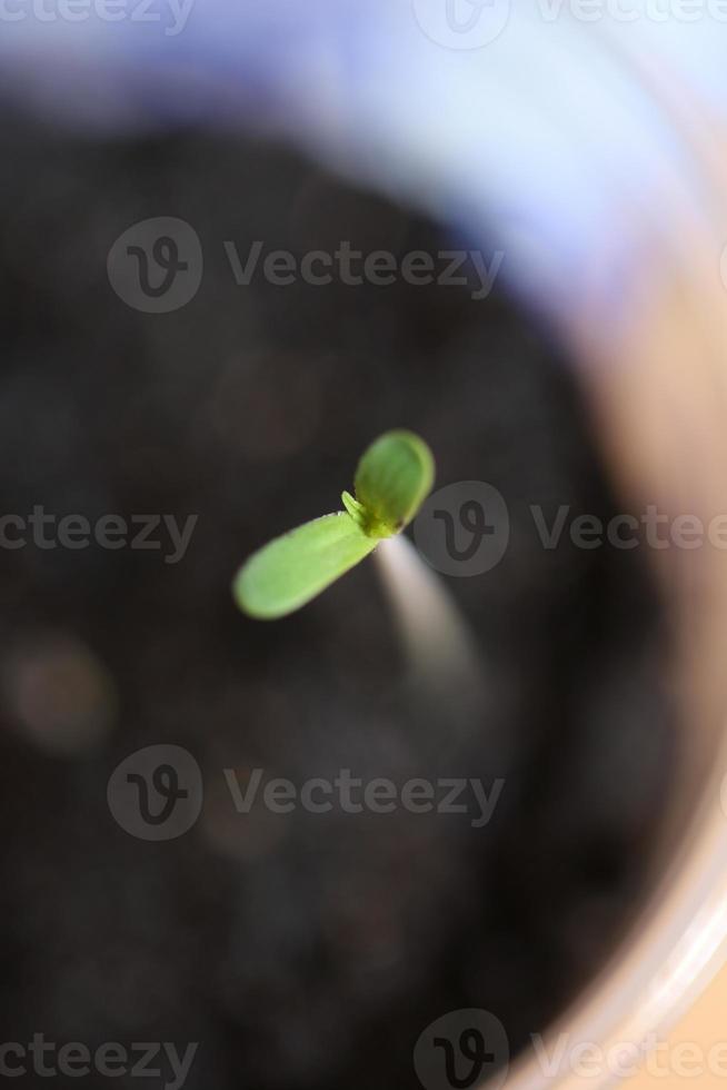 Marihuana-Pflanze verlässt zuerst Keimblatt öffnen Nahaufnahme moderner Hintergrund hochwertige Drucke Cannabis Sativa Super Lemon Dunst botanische Verwendung Cannaceae-Familie foto