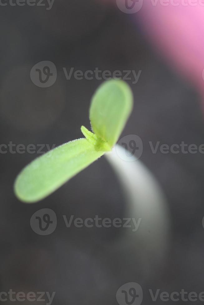 Marihuana-Pflanze verlässt zuerst Keimblatt öffnen Nahaufnahme moderner Hintergrund hochwertige Drucke Cannabis Sativa Super Lemon Dunst botanische Verwendung Cannaceae-Familie foto