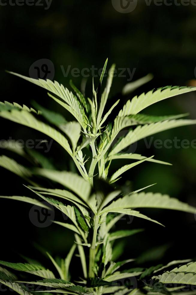 Marihuana-Blätter hautnah Indica-Familie Cannabaceae Super Lemon Haze foto