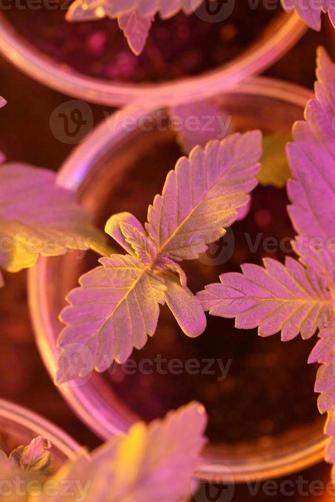 Marihuana-Blätter hautnah Indica-Familie Cannabaceae Super Lemon Haze foto