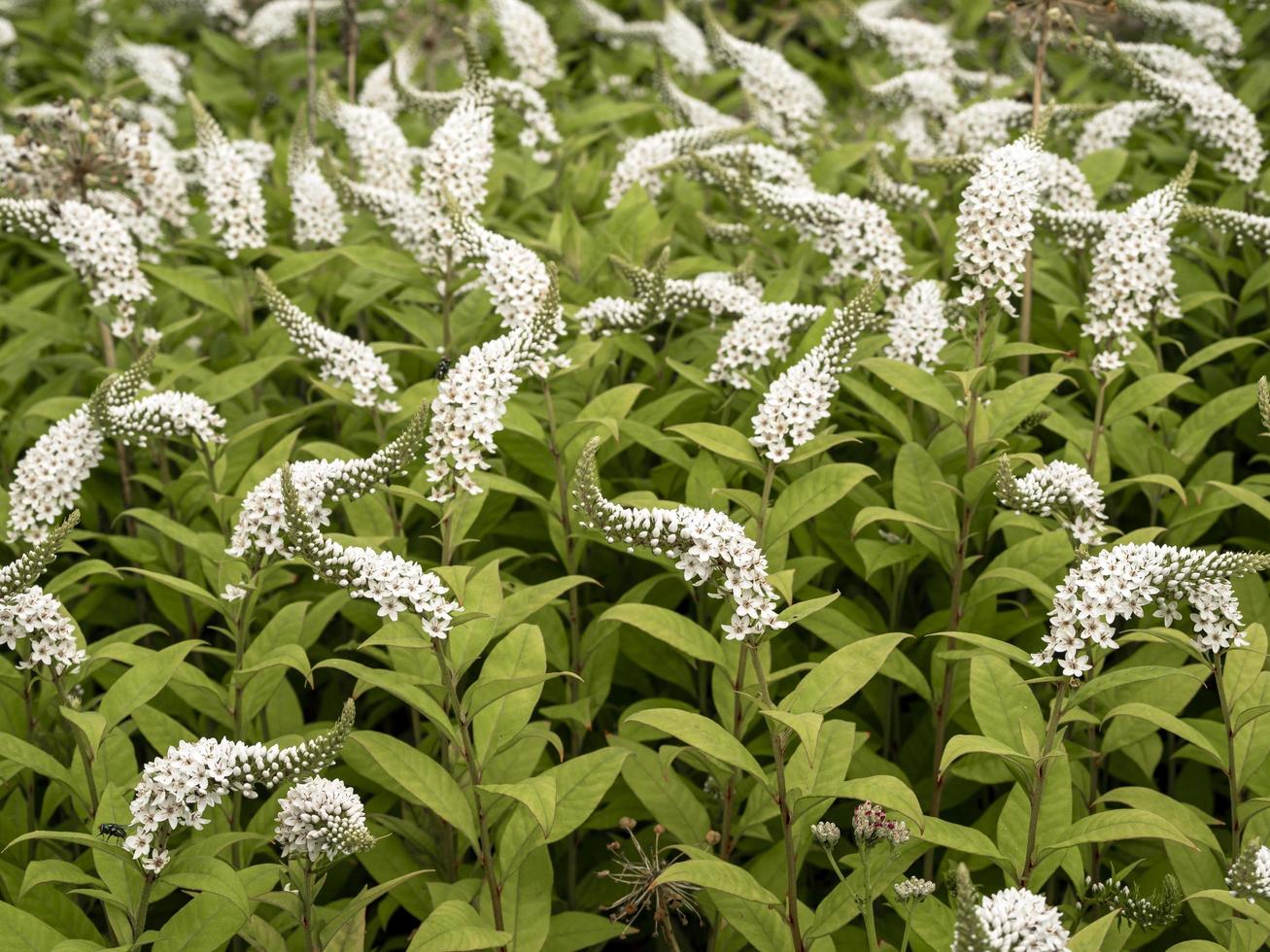 weiße Blütenstände von Schwanenhalsweiderich, Lysimachia clethroides foto