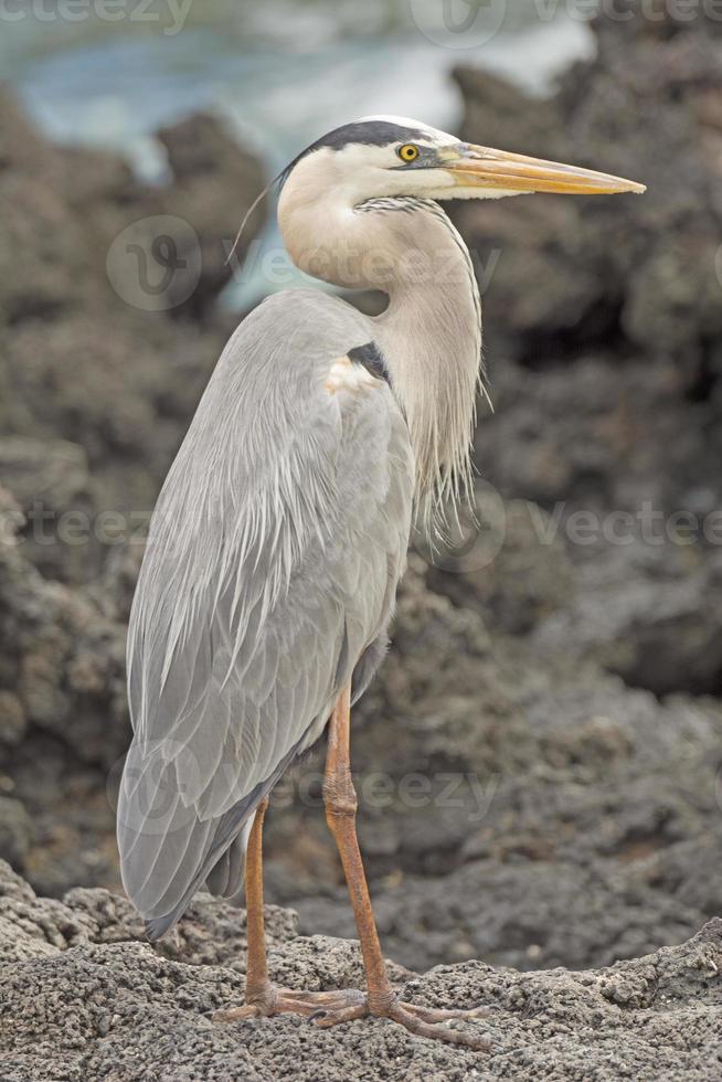 Great Blue Heron an einem Ozeanufer foto