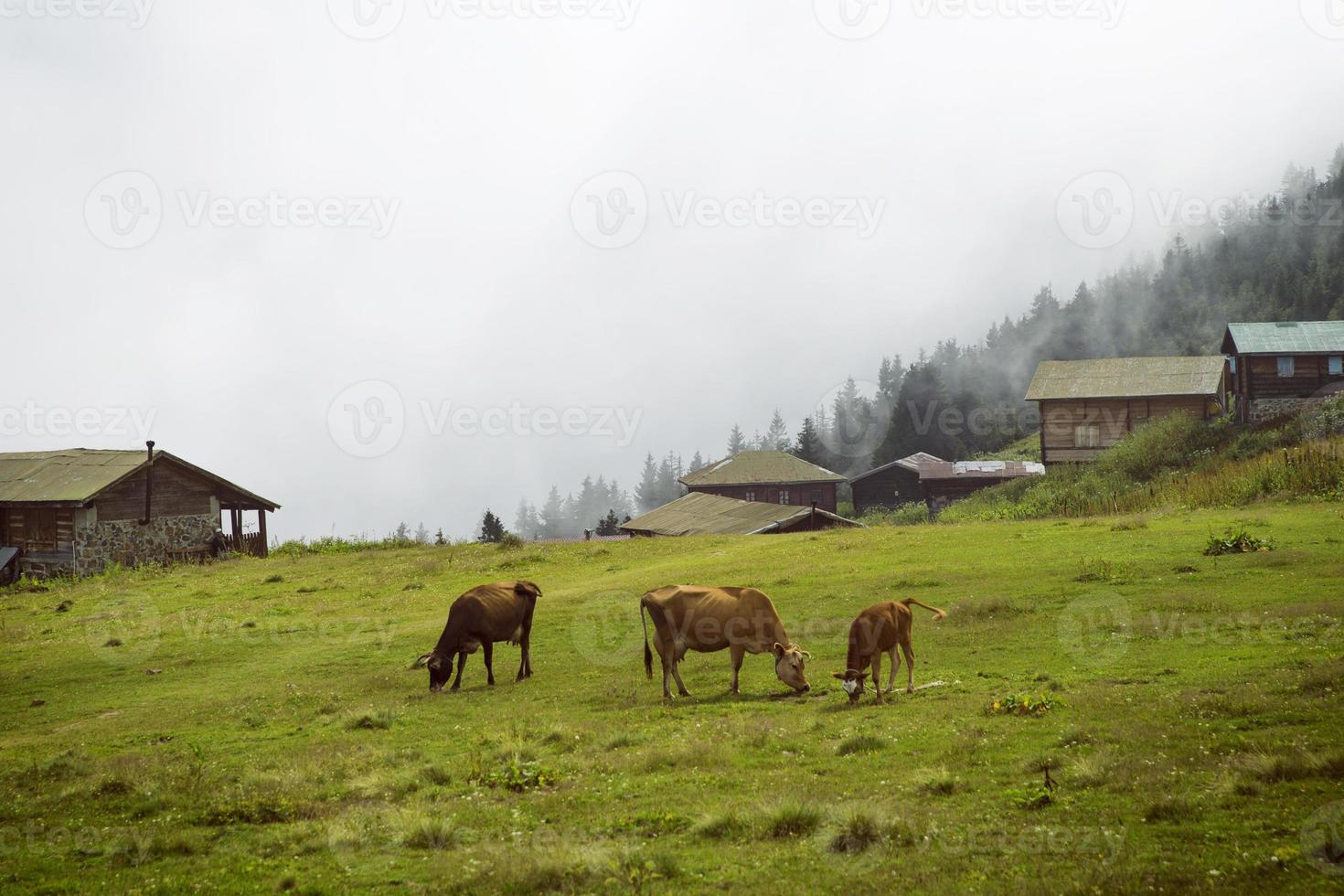 Kühe grasen auf der grünen Wiese, Kühe foto