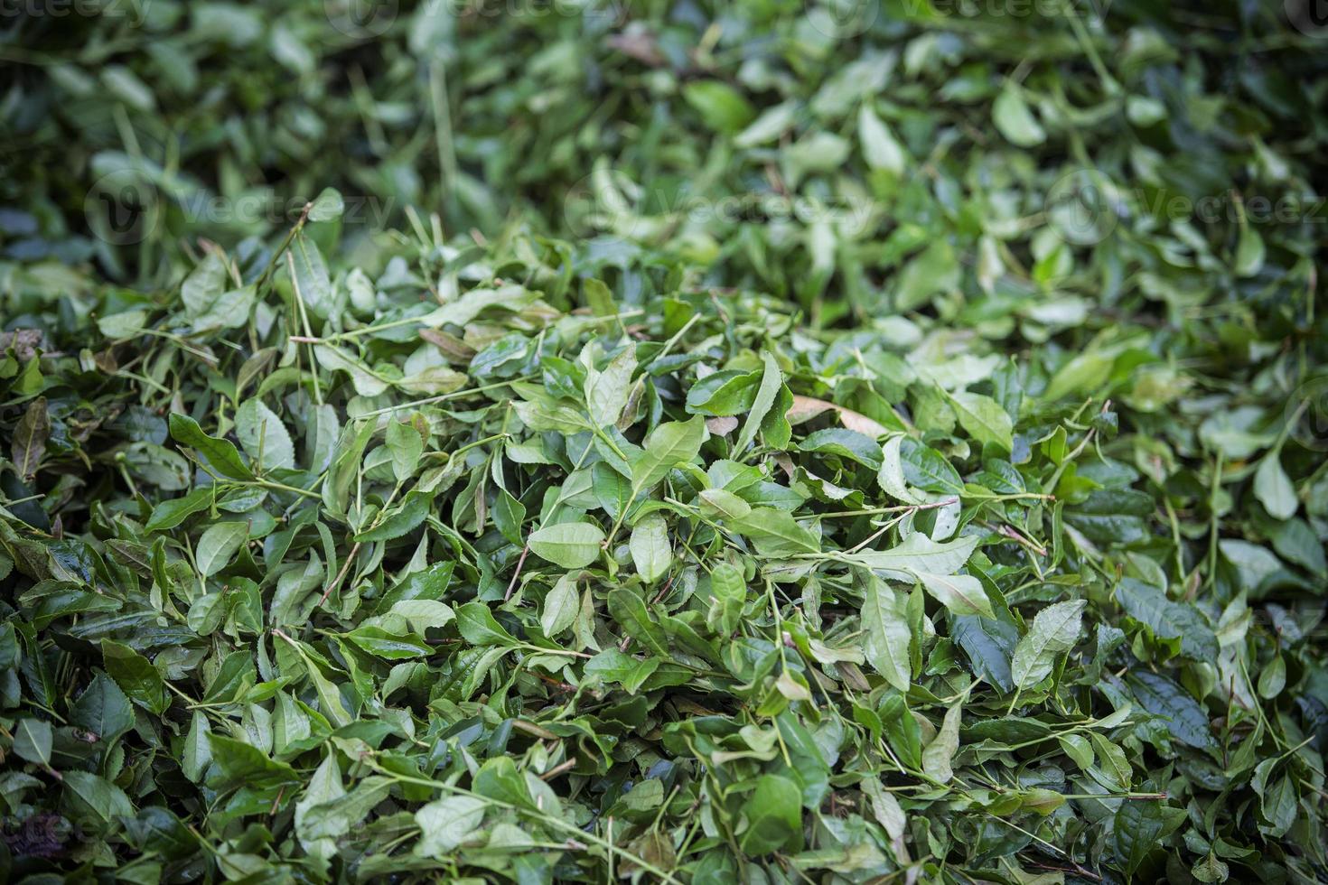 Teefeld, Teeblätter, grüner Bio-Tee foto