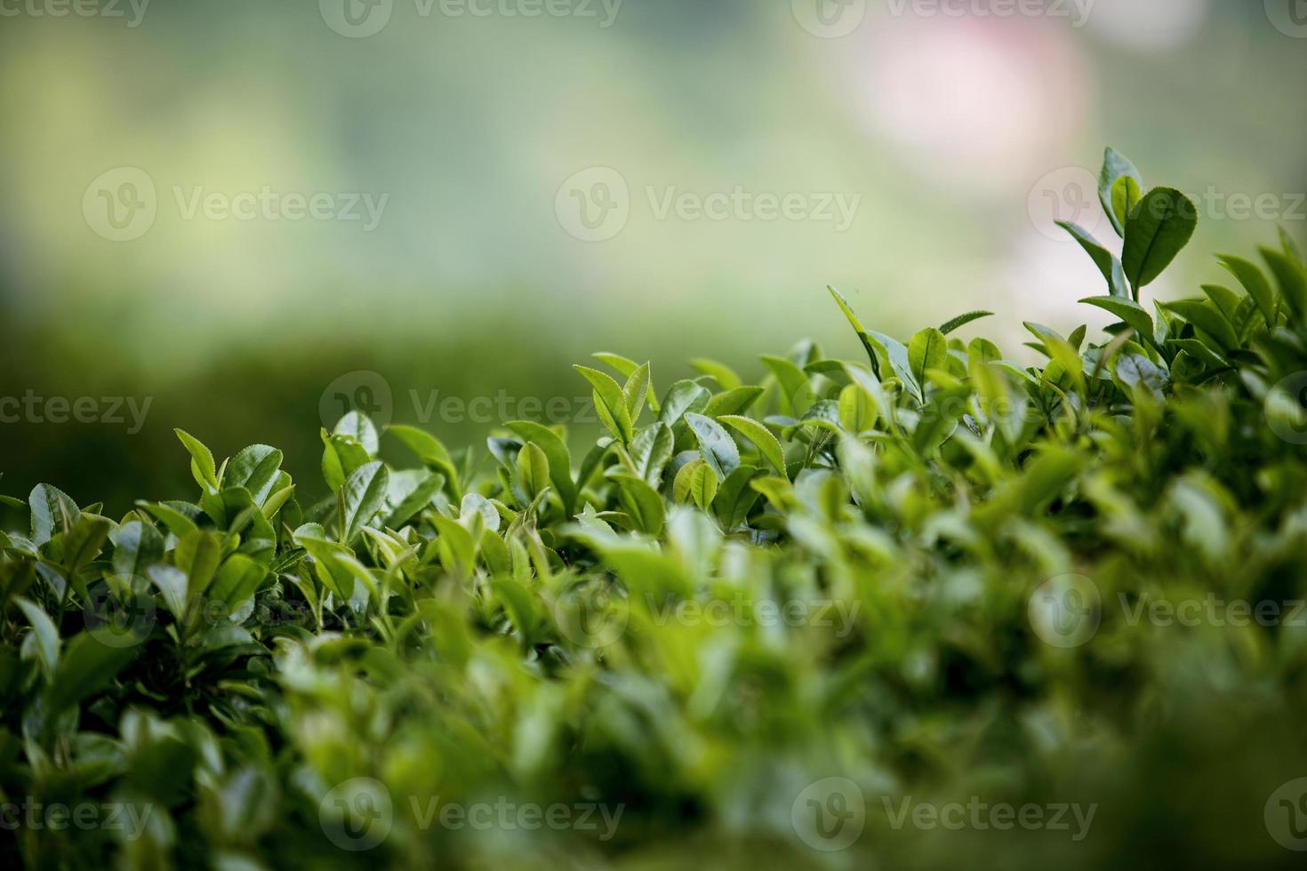 Teefeld, Teeblätter, grüner Bio-Tee foto