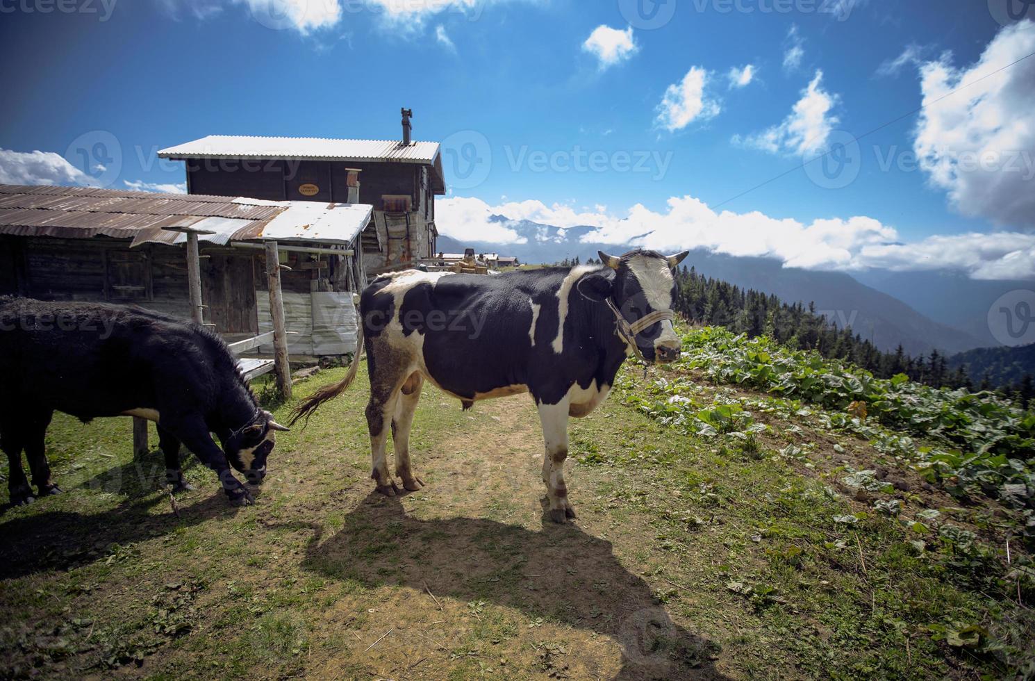 Kühe, grasende Kühe auf dem Plateau foto