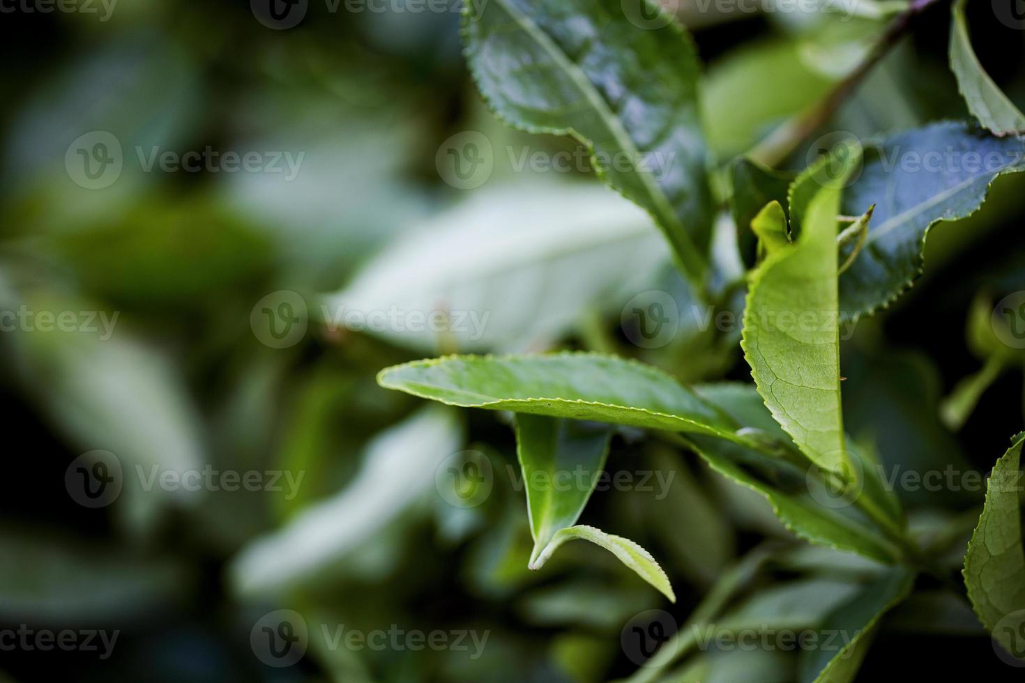 Teefeld, Teeblätter, grüner Bio-Tee foto