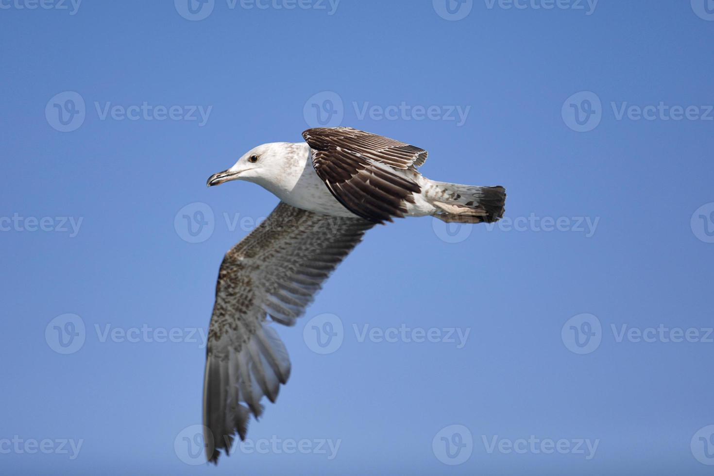 Seemöwe, weiße Möwen, fliegende Möwe foto