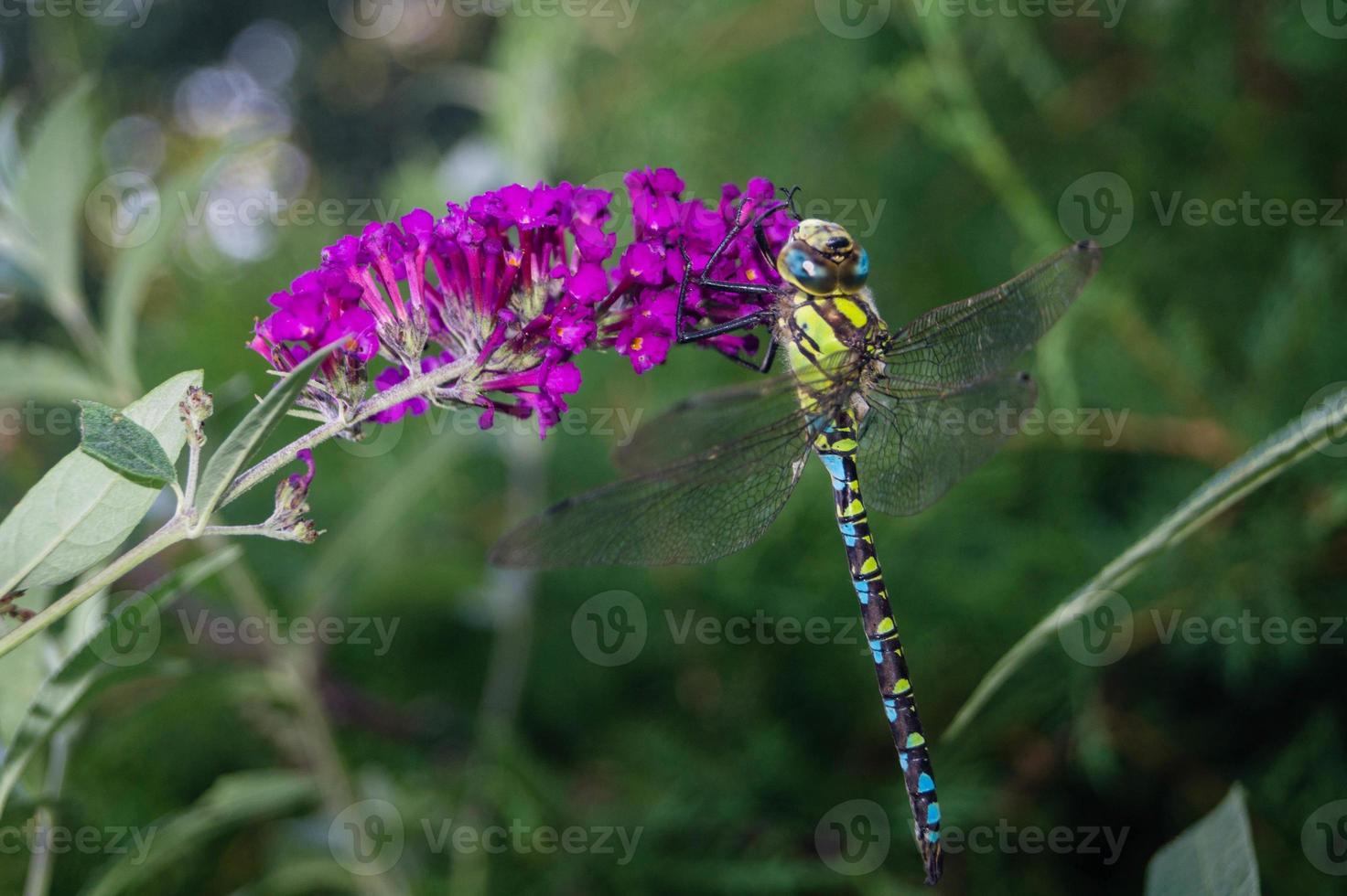 Libelle Aeshna Cyanea foto