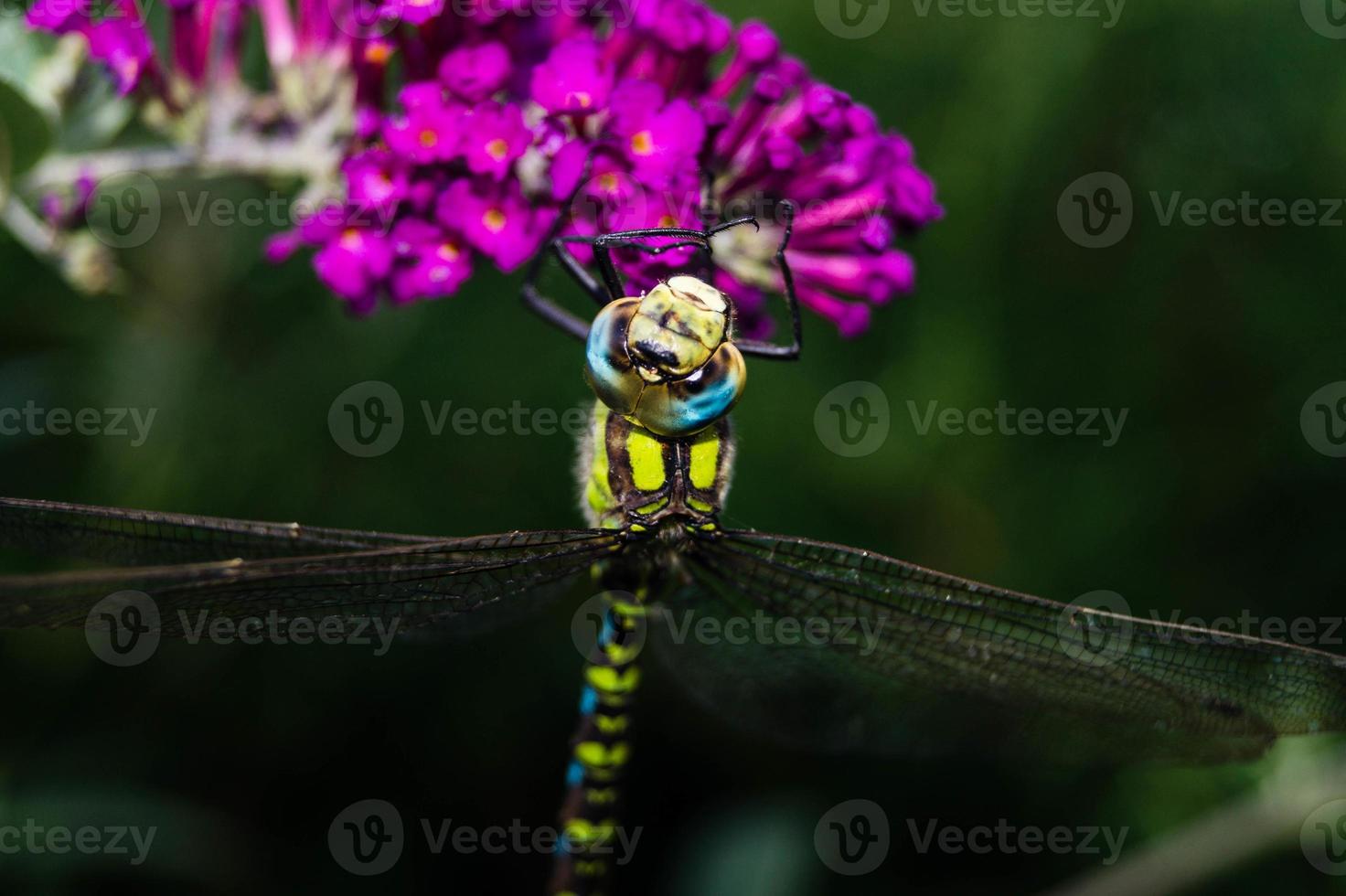 Libelle Aeshna Cyanea foto